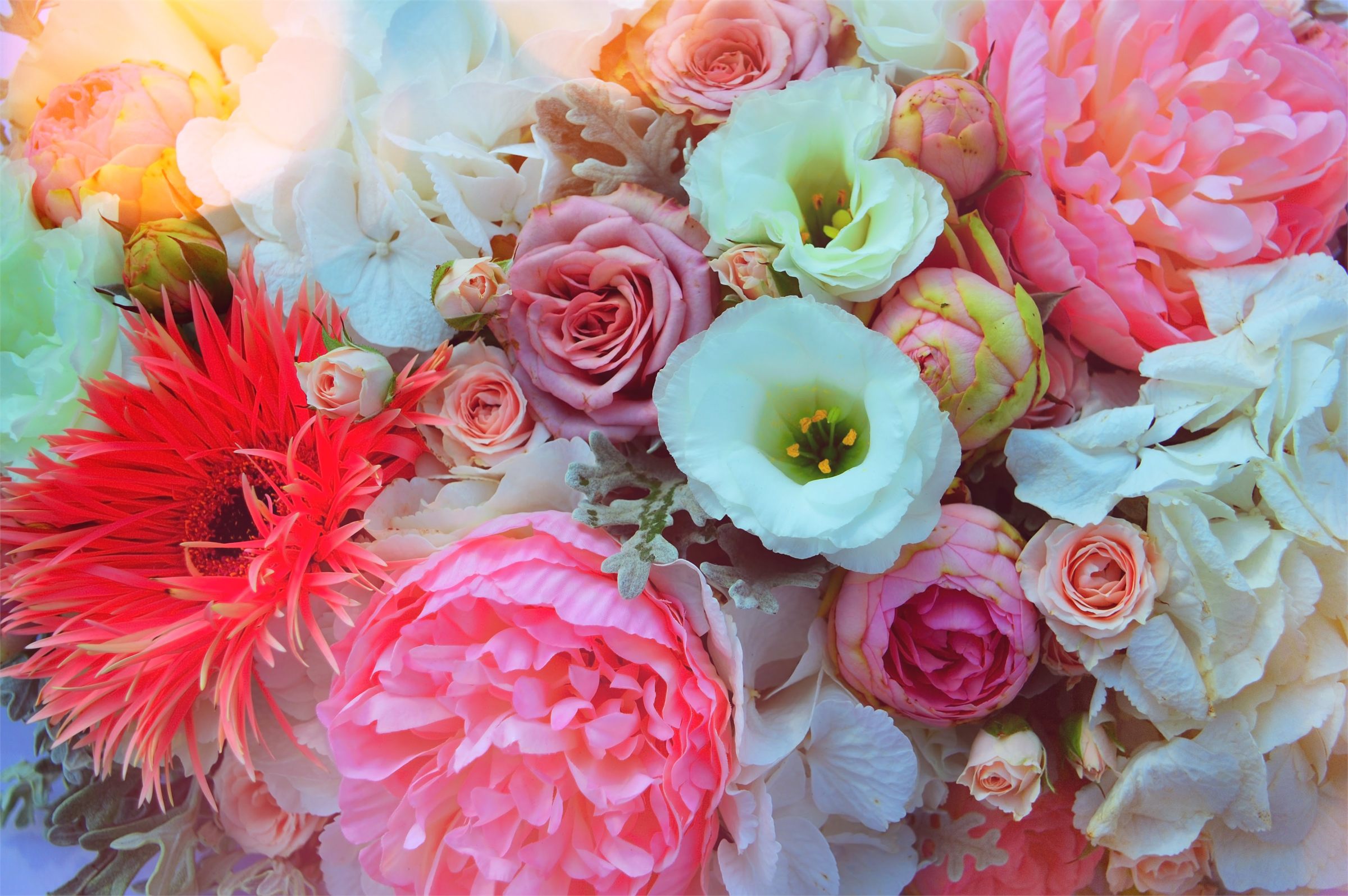 Close-up of wedding flowers in coral, pink and cream, including roses, dahlias and hydrangea